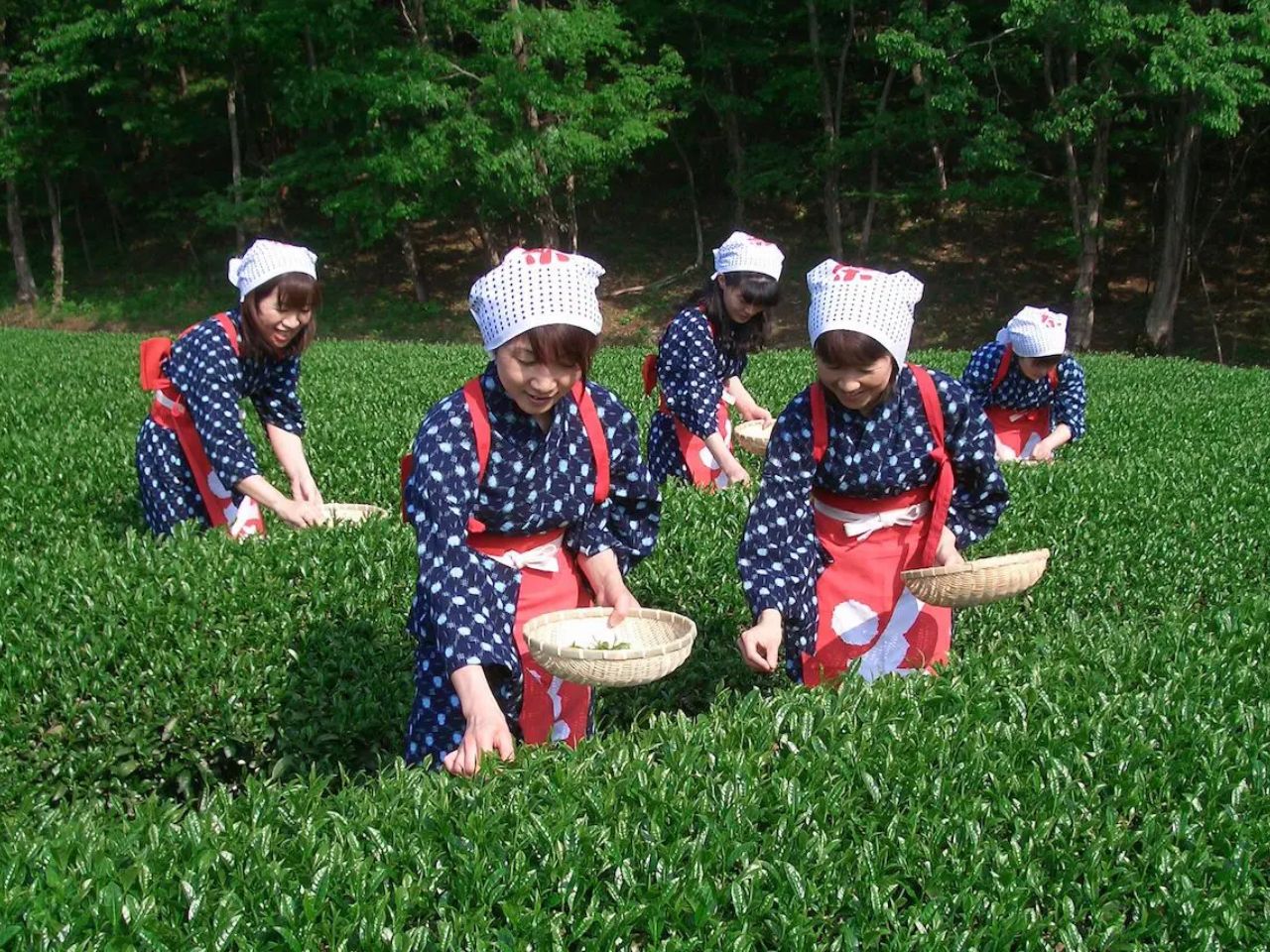 絶景が広がる「蔵屋鳴沢」でお茶摘みをしてみませんか