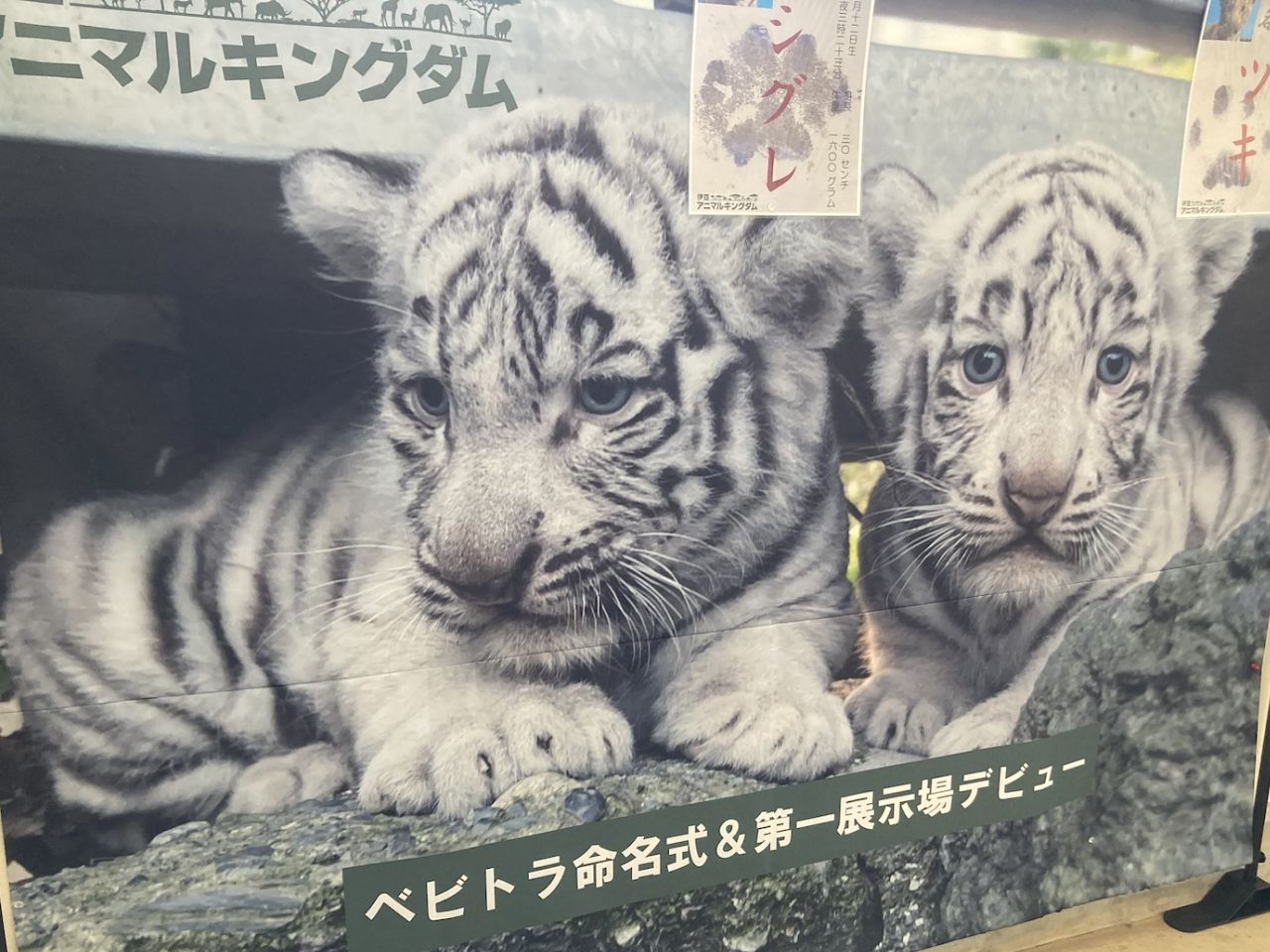 “ゼロ距離”が魅力の「伊豆アニマルキングダム」