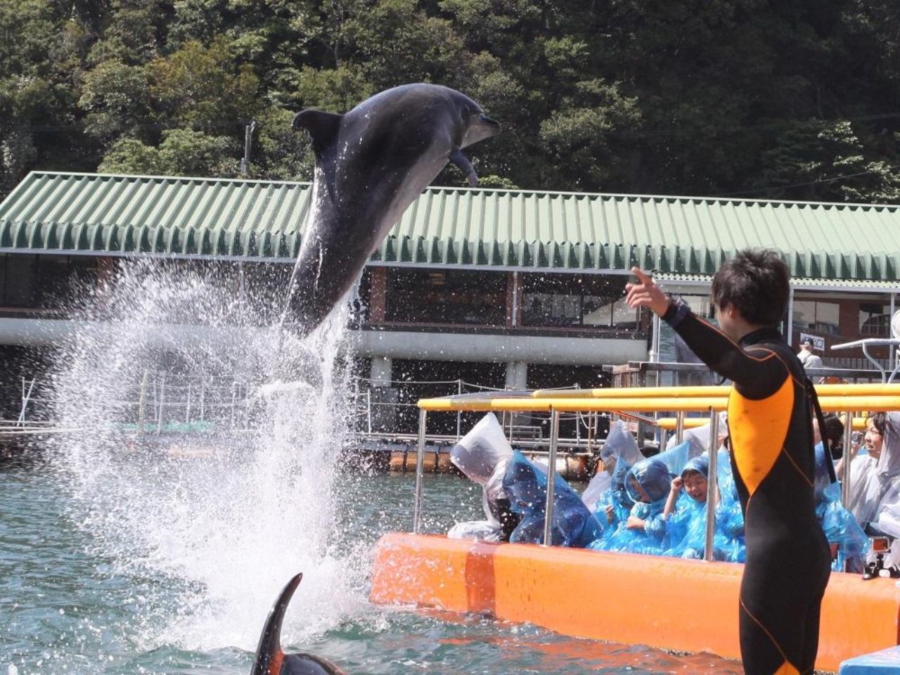 エサやりやイルカと一緒に泳げる体験イベントが充実の「下田海中水族館」