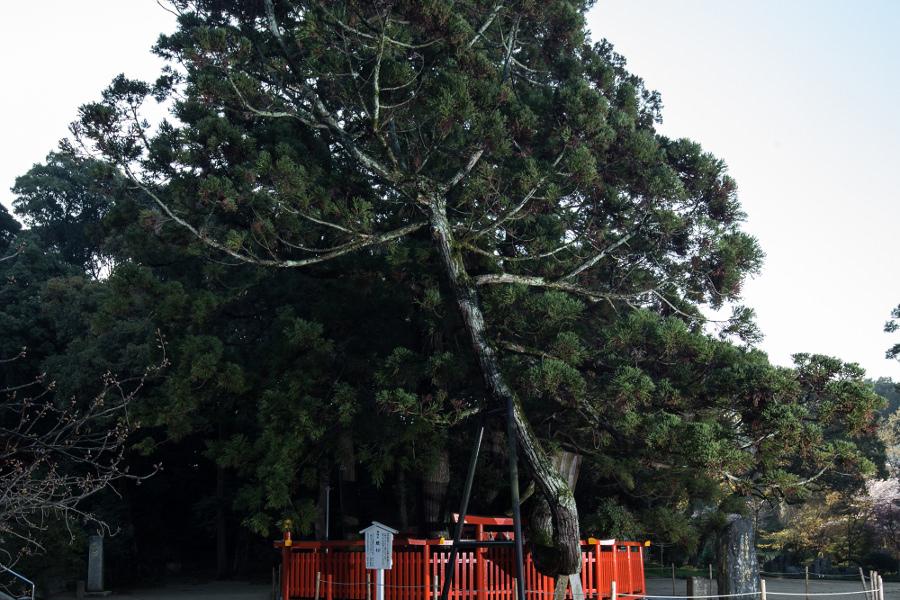 香椎宮