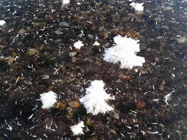 氷の上に咲く花