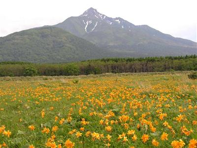富士野園地エゾカンゾウ