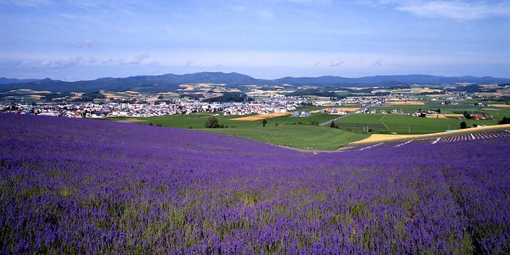 富良野のラベンダー