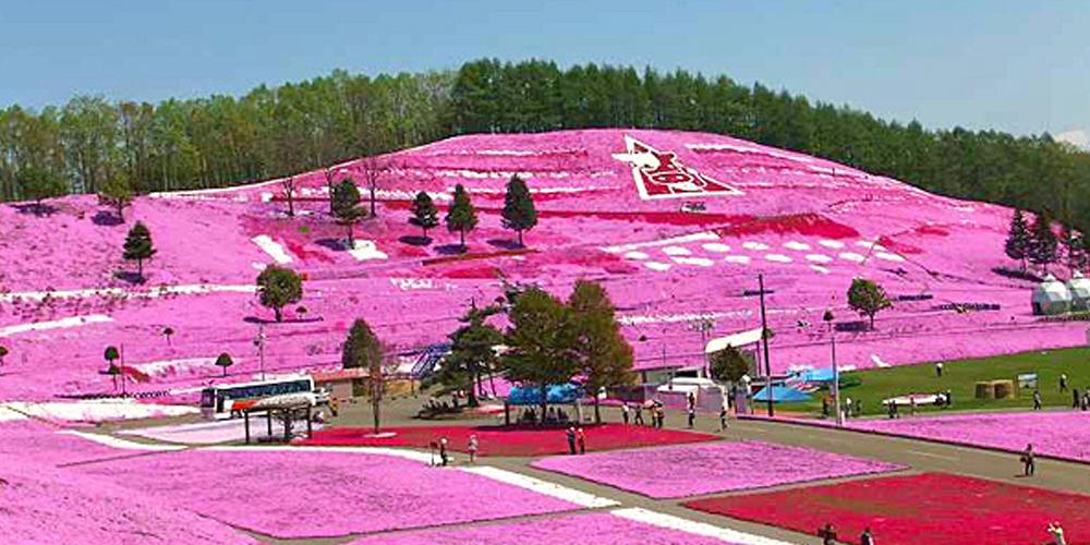 東藻琴の芝桜