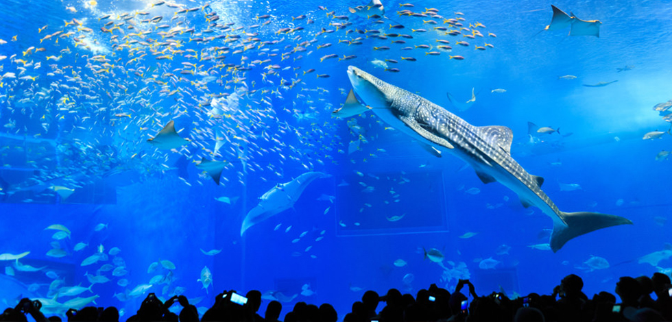 沖縄美ら海水族館の巨大水槽