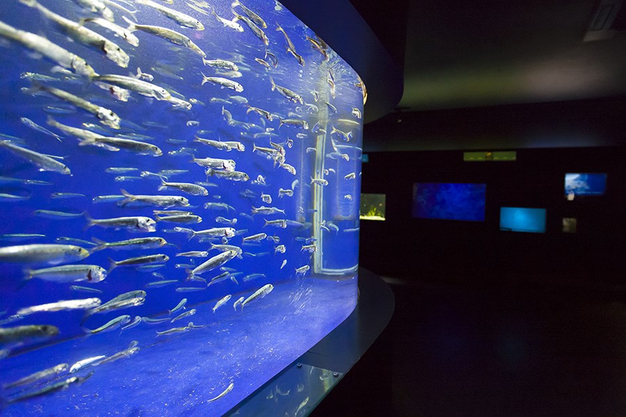 下田海中水族館