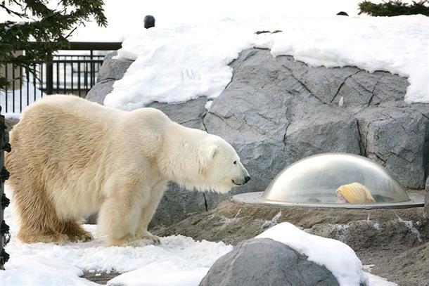冬の旭山動物園