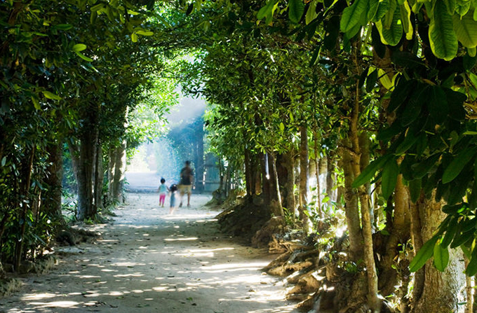 2万本のフクギが立ち並ぶ「備瀬のフクギ並木」