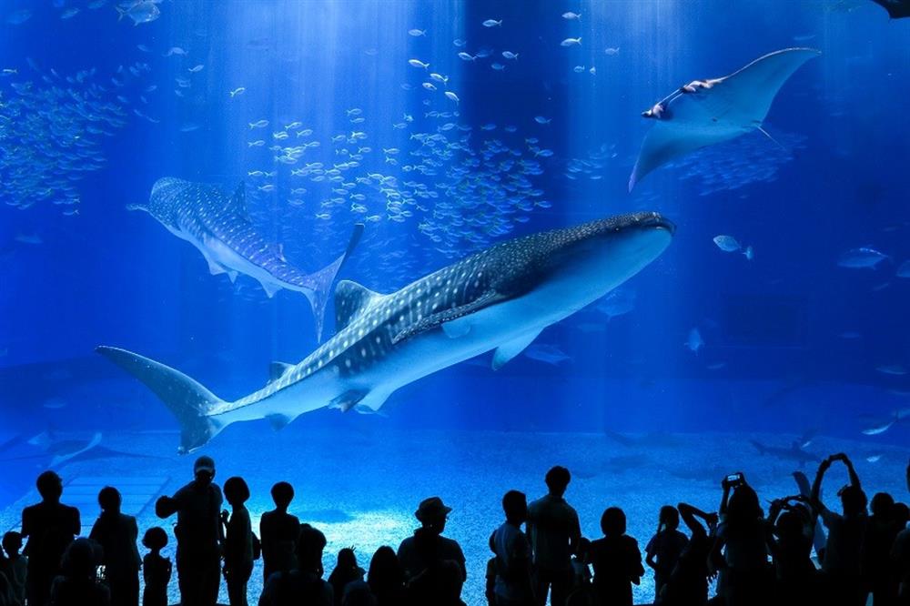 沖縄の代表的観光スポット「沖縄美ら海水族館」