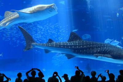 美ら海水族館
