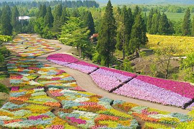 くじゅう花公園の春彩の畑