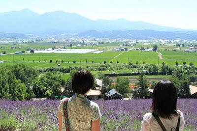 ファーム富田　ラベンダー畑