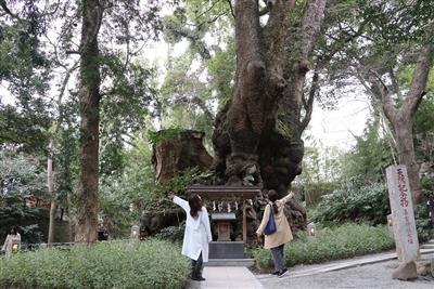來宮神社　大楠