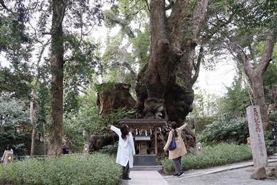 來宮神社　楠