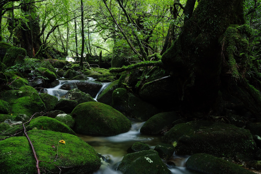 屋久島に来たら必ず訪れたい苔の森「白谷雲水峡」 苔が作り出した緑色の世界、「白谷雲水峡」