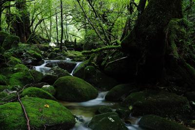 苔が作り出した緑色の世界、「白谷雲水峡」