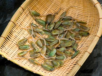 有明海の生きた化石とも呼ばれる「メカジャ」。塩ゆでや味噌汁に