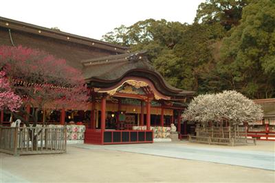 太宰府の梅の花は、見るだけでなく香りも楽しめます