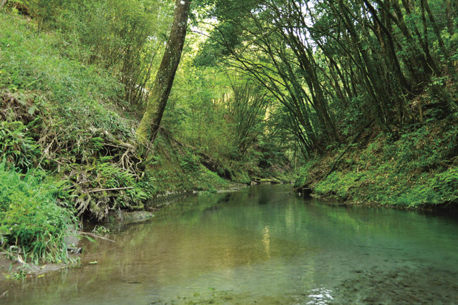 青く澄んだ水を見ているだけでも爽やかな「大出水の湧水」 青く澄んだ水を見ているだけでも爽やかな「大出水の湧水」