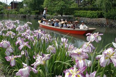 白や紫の大輪の花が咲く