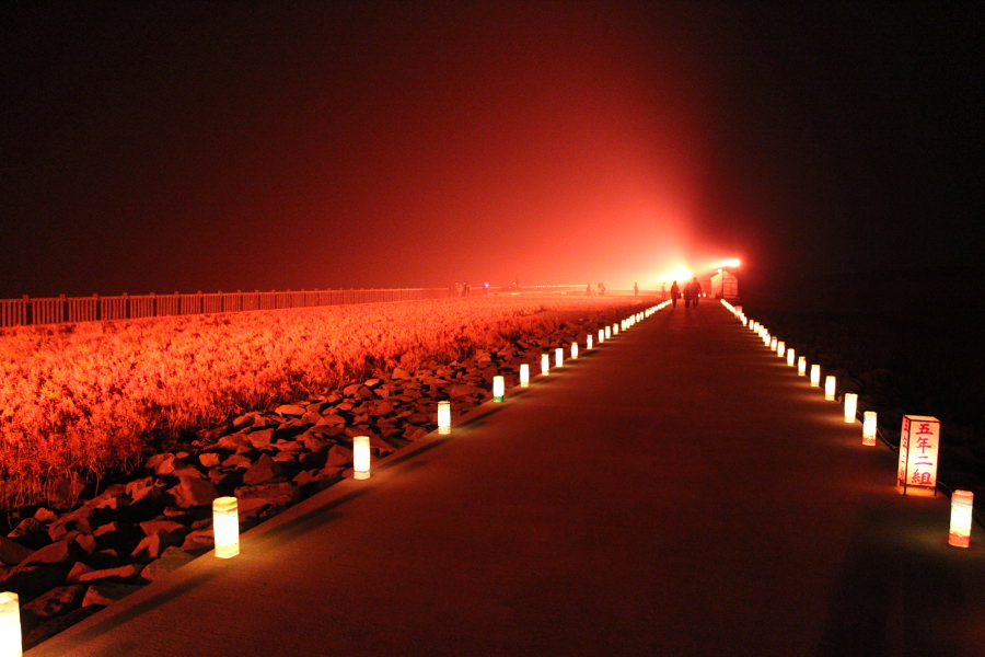 赤い絨毯を広げたように、海岸線を鮮やかに染めるシチメンソウ 赤い絨毯を広げたように、海岸線を鮮やかに染めるシチメンソウ