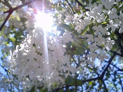 咲き揃うライラックの花