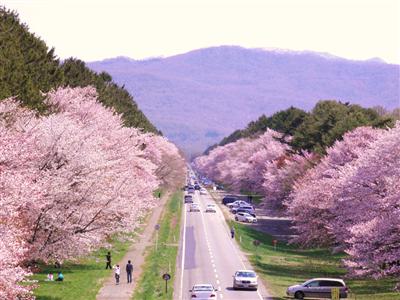 しずない二十間道路の桜並木