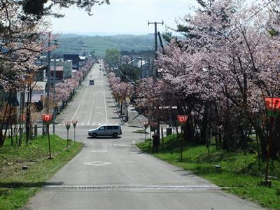 九十九山の桜