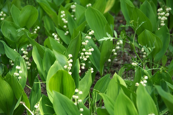 北海道の初夏を代表する花、すずらん びらとりすずらん観賞会