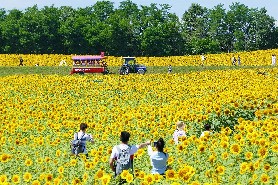 ひまわりの里を一周できる遊覧車「ひまわり号」写真提供:北竜町ポータル