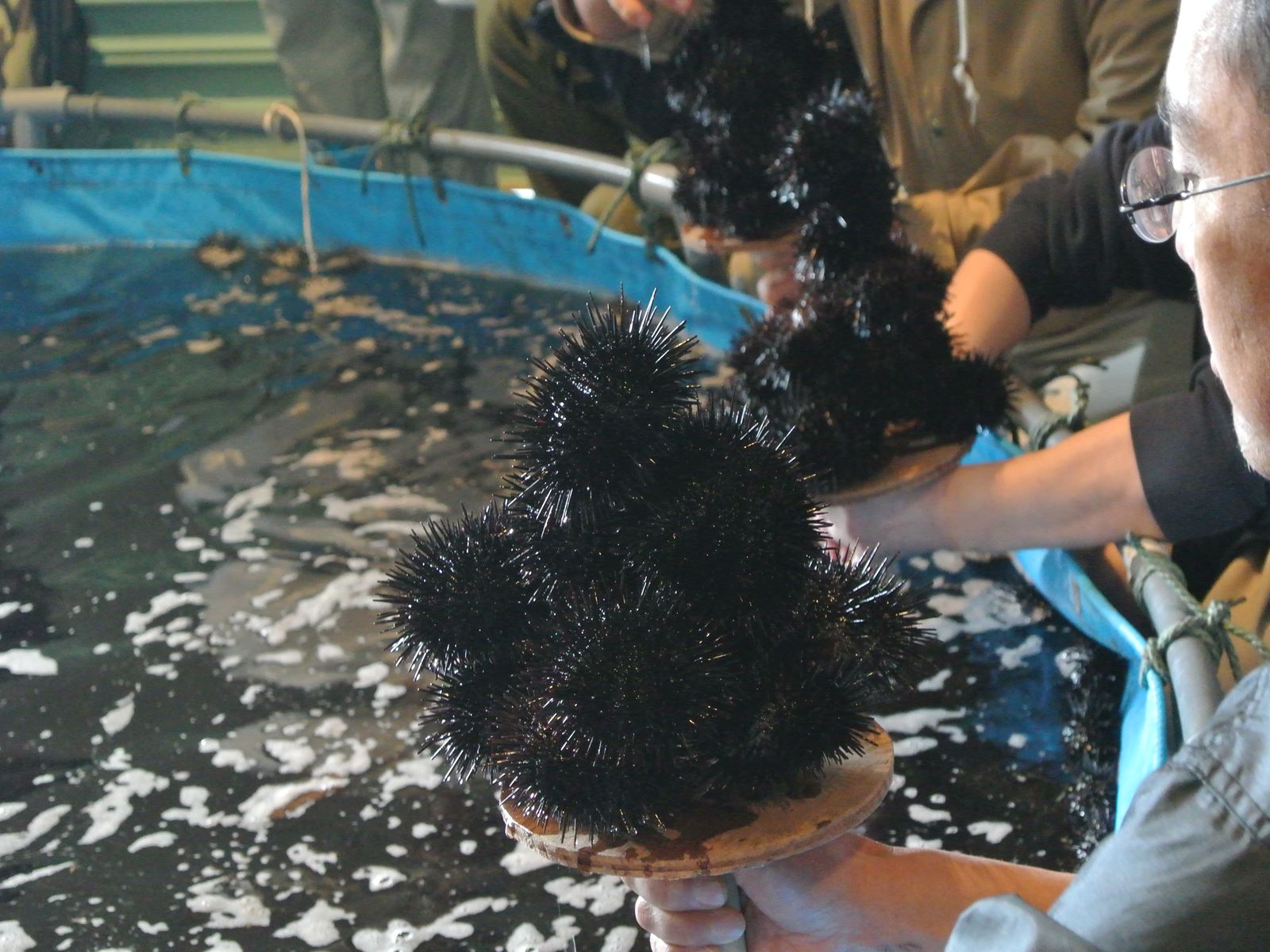 留萌の新鮮なウニを乗せ放題(写真提供:留萌観光協会) 海産物詰め放題