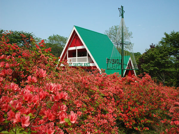 会場となる「広尾町大丸山森林公園」には、約1万2000本のエゾヤマツツジが咲く エゾヤマツツジ