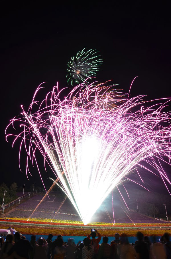 ラベンダー畑と花火の競演を間近で楽しめる ラベンダー畑と花火の競演を間近で楽しめる