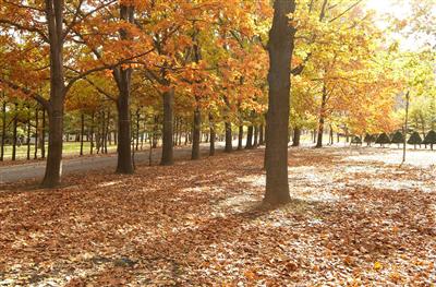 円山公園の紅葉