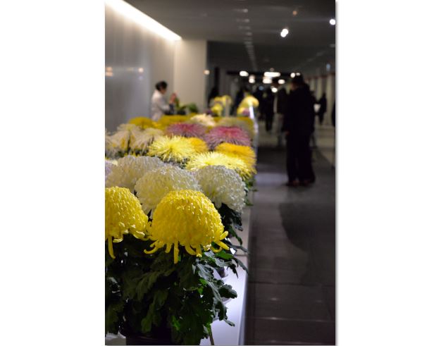 丹精込めてつくられた約1000鉢の菊が並ぶ 丹精込めてつくられた約1000鉢の菊が並ぶ