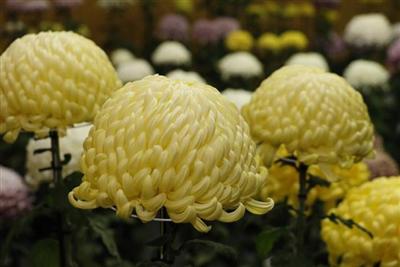 おびひろ菊まつり