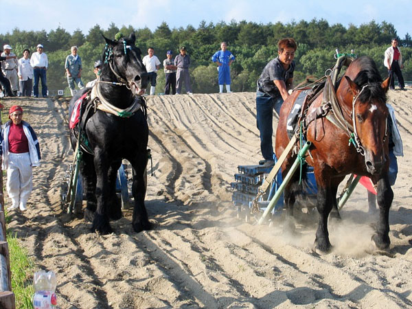 別海町産業祭での馬事競技大会 別海町産業祭での馬事競技大会