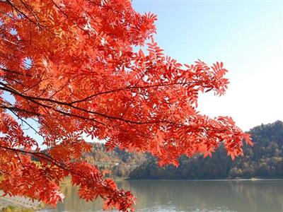 桂沢公園の紅葉