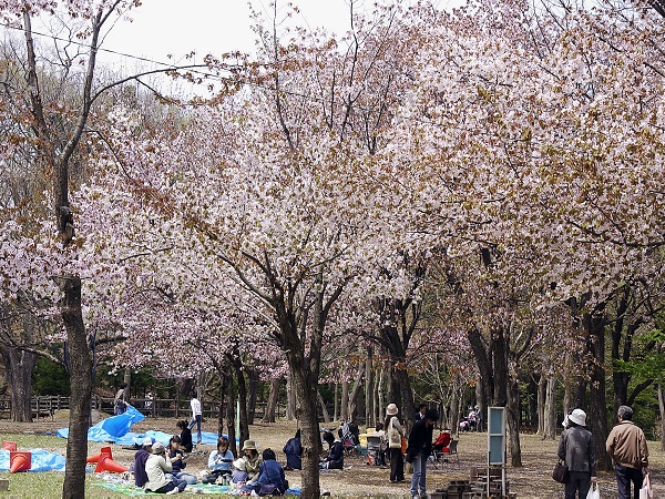多くの花見客が訪れる円山公園 多くの花見客が訪れる円山公園