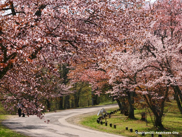 旭川の桜の名所 旭川の桜の名所