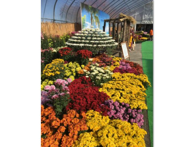 期間中、約1万5千鉢もの菊花が展示されます 北見菊まつり