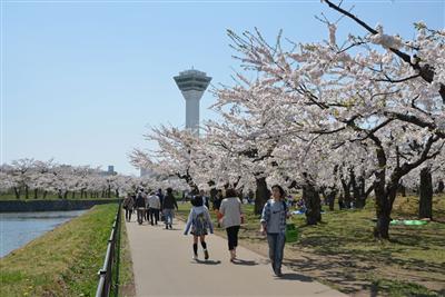 五稜郭公園の桜
