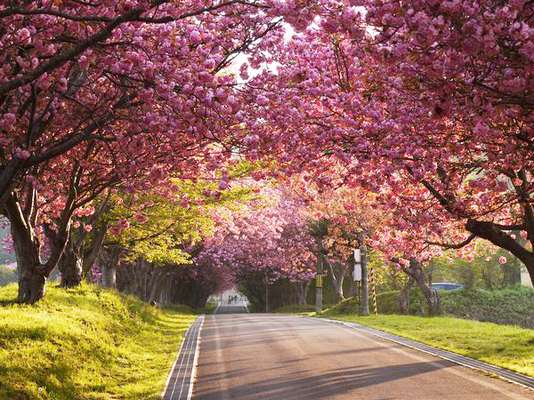 濃いピンク色をした八重桜のトンネルが素晴らしい 石崎地主海神社の参道 八重桜のトンネルが素晴らしい 石崎地主海神社の参道