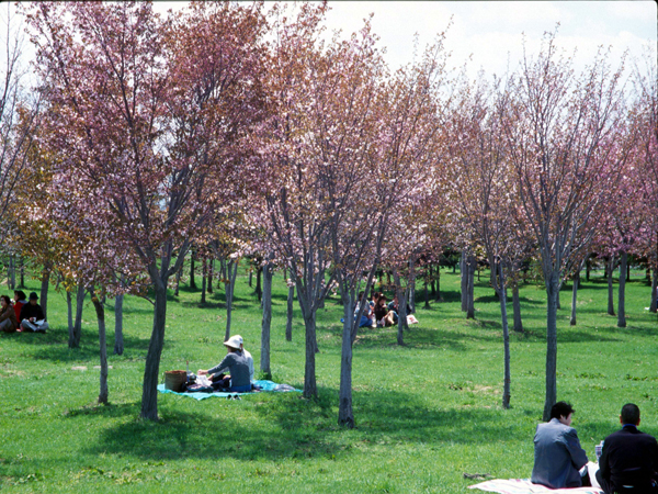 緑に囲まれたピンクの桜が、気持ちをリラックスさせてくれるモエレ沼公園 サクラの森
