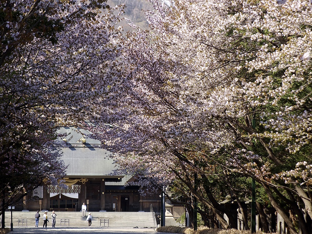 薄紅色の桜並木が参拝客を出迎える 北海道神宮で満開を迎えた桜
