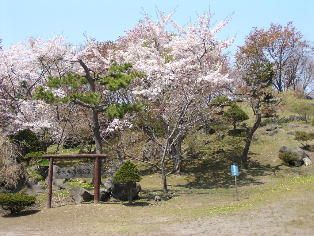 有珠善光寺の桜 有珠善光寺の桜