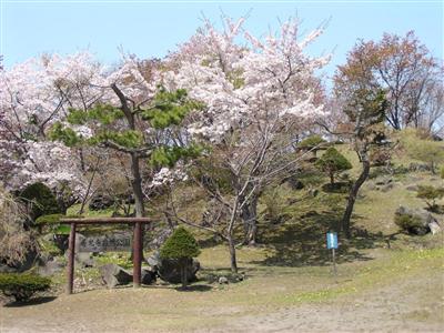 有珠善光寺の桜