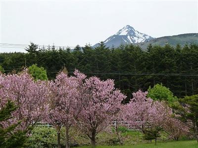 森林公園の桜