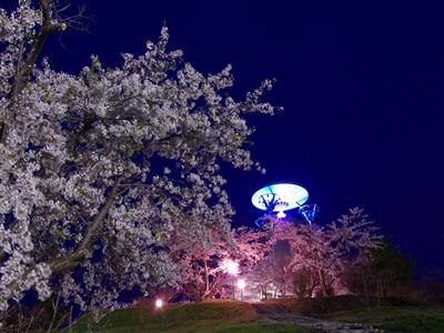 美唄市東明公園の桜