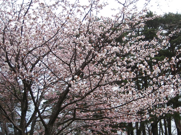 えりも町庶野さくら公園 えりも町庶野さくら公園